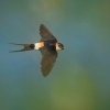 Vlastovka skalni - Hirundo daurica - Red-rumped Swallow 0150